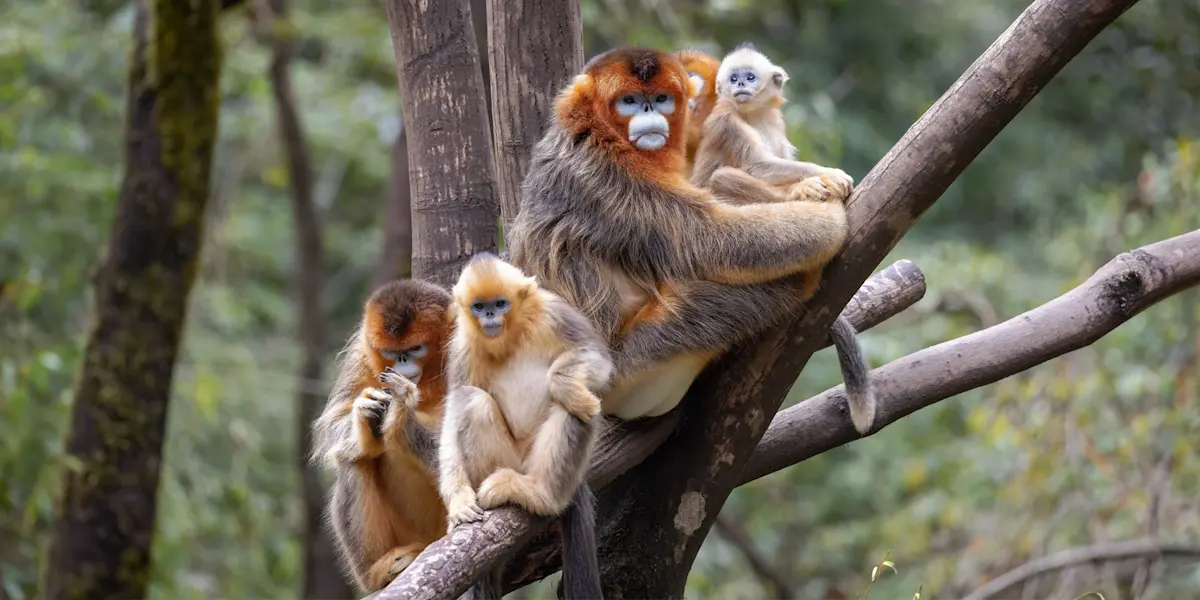Golden snub-nosed monkeys, Golden Monkey Reserve, China.
