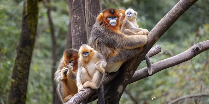 Golden snub-nosed monkeys, Golden Monkey Reserve, China.