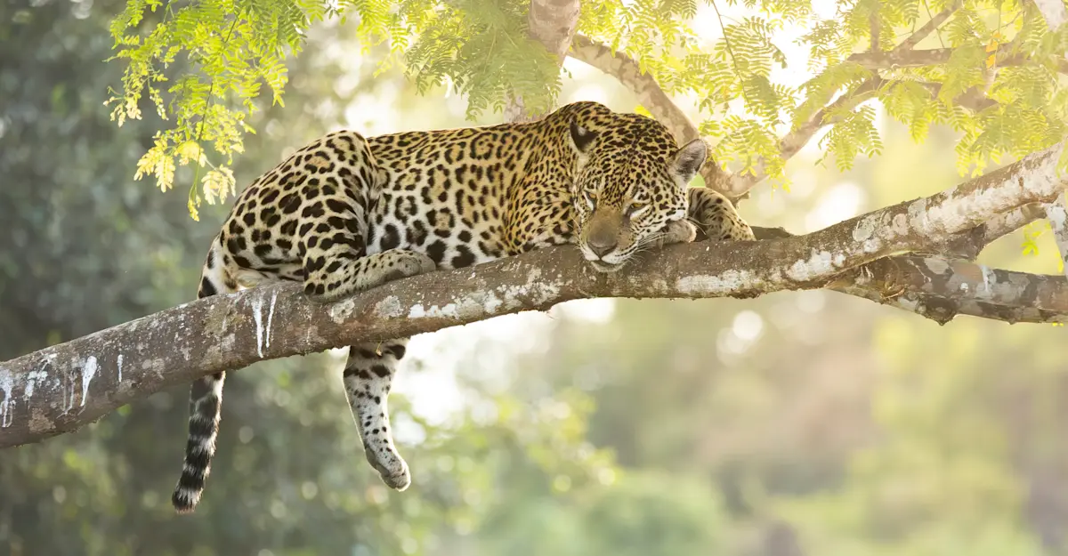 Jaguar, Northern Pantanal.