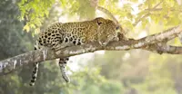 Jaguar, Northern Pantanal