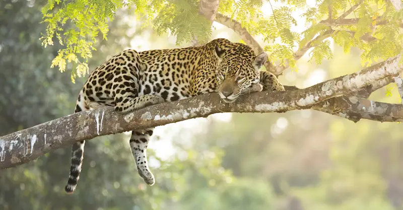 Jaguar, Northern Pantanal