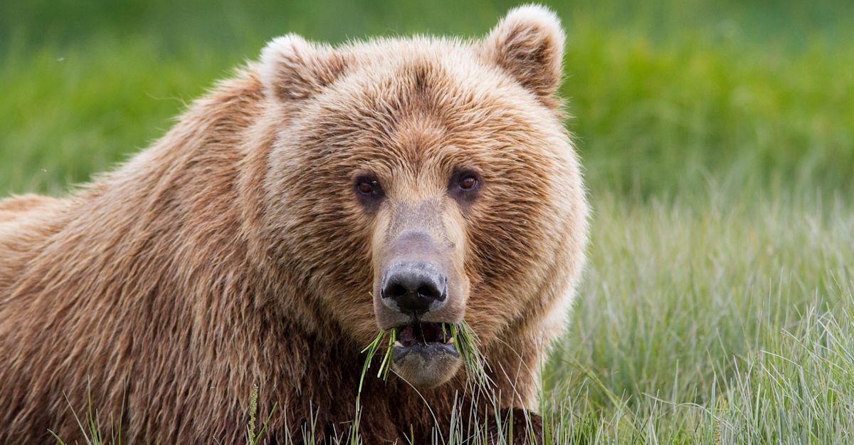 Alaska Grizzly Bear Tour | Katmai Adventure Travel