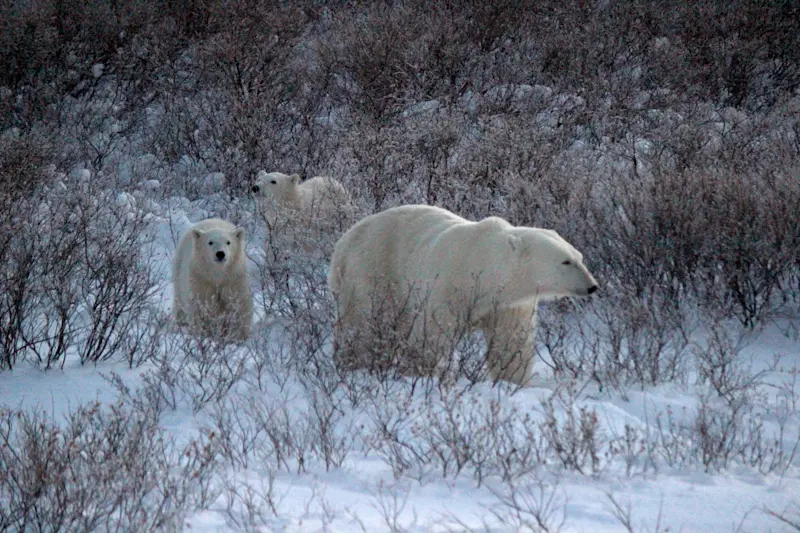 Seeing polar bear family roam the tundra in Churchill, Canada.