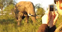 Nat Hab guest photographing elephant, Greater Kruger Park, South Africa.