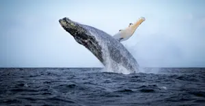 Humpback whale, Newfoundland & Labrador, Canada.
