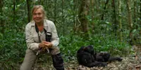 Nat Hab guest with chimpanzees, Kibale National Park, Uganda.