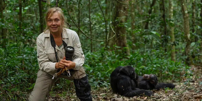 Nat Hab guest with chimpanzees, Kibale National Park, Uganda.