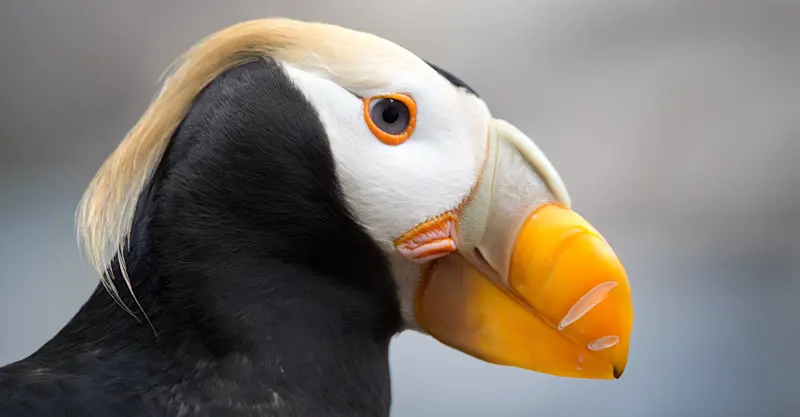 Tufted puffin, Kenai Fjords National Park, Alaska.