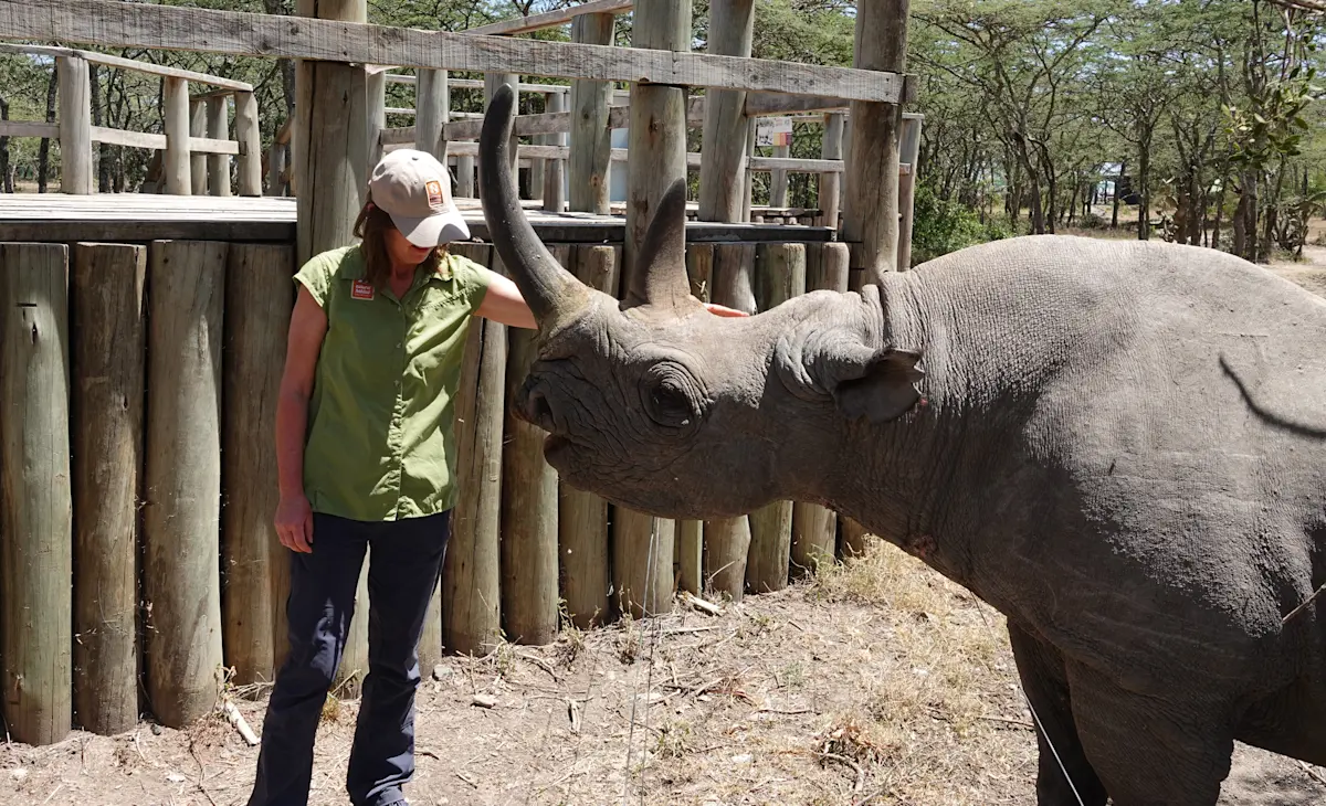 Meeting Baraka the sweet and blind ambassador rhino at Ole Pejeta, Kenya