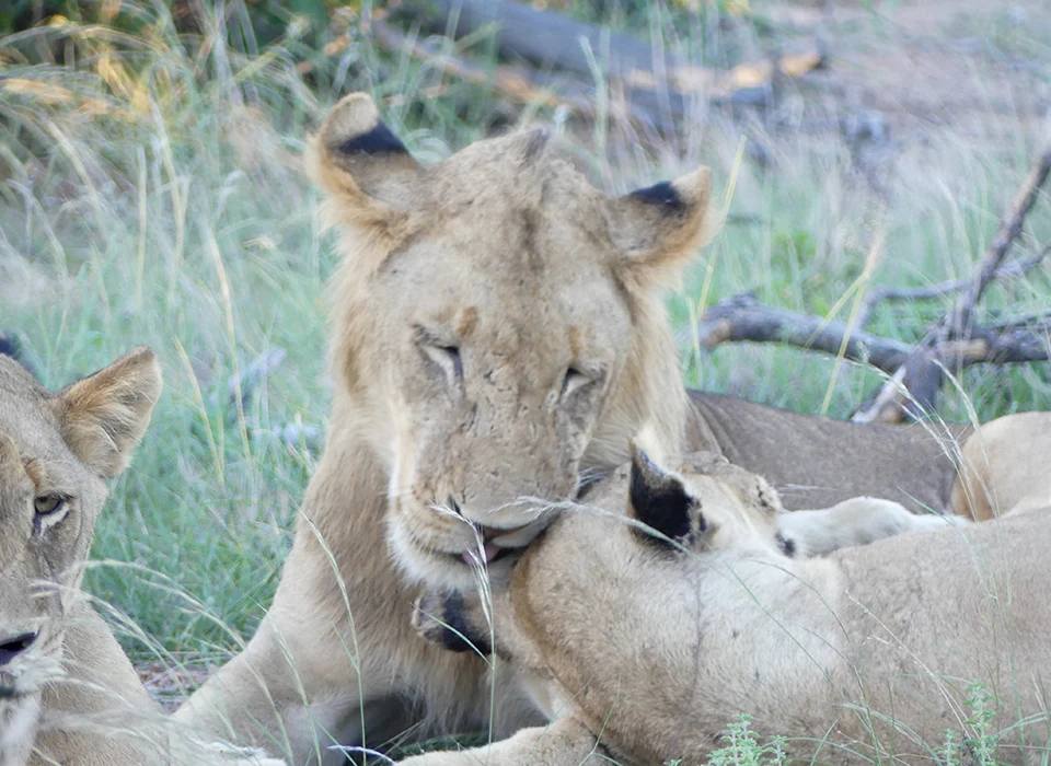 Lions grooming themselves in South Africa. 