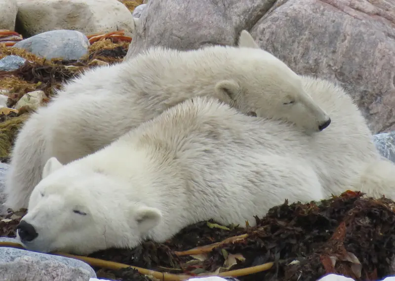 My favorite shot. Mom with her little one in Churchill.