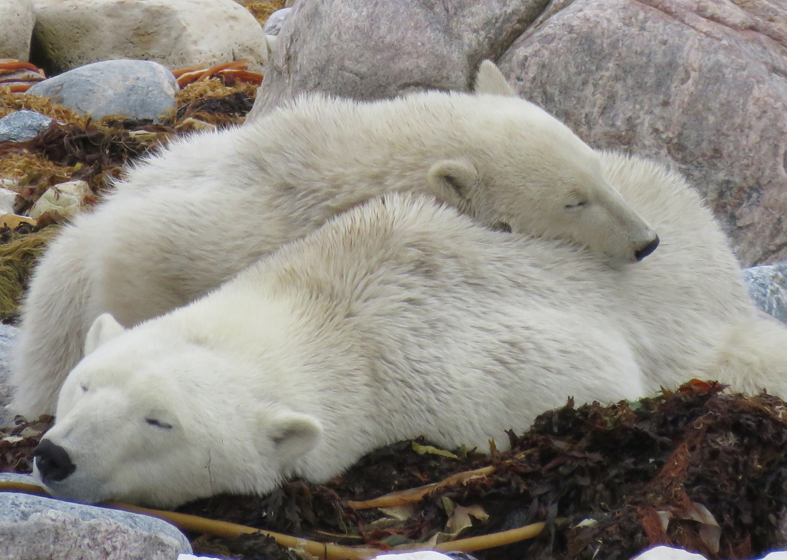 My favorite shot. Mom with her little one