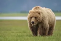 Brown bear, Nat Hab's Alaska Bear Camp, Lake Clark National Park & Preserve.