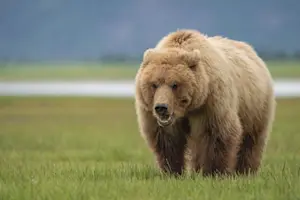 Brown bear, Nat Hab's Alaska Bear Camp, Lake Clark National Park & Preserve.