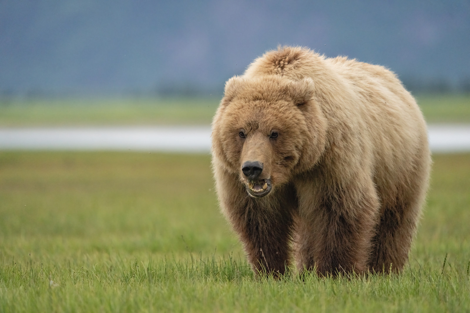 Brown bear, Nat Hab's Alaska Bear Camp, Lake Clark National Park & Preserve.