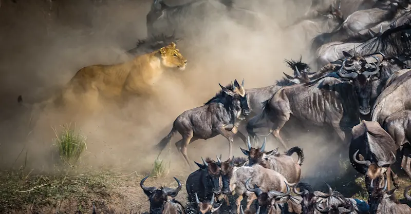 Lion and wildebeest, Serengeti National Park, Tanzania.