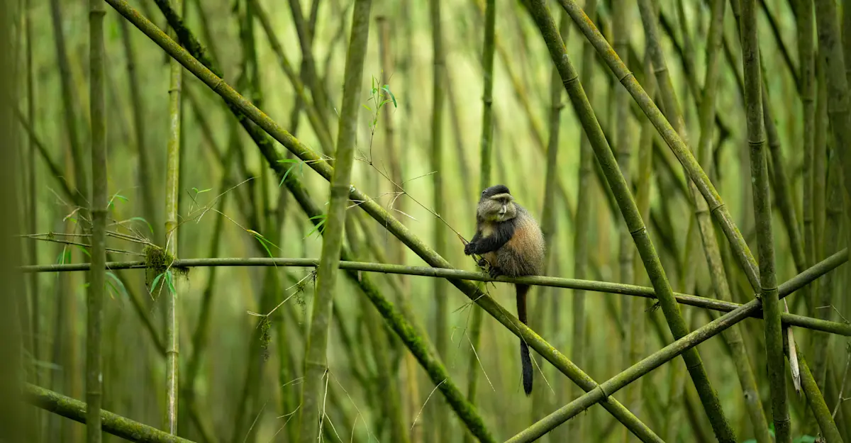 Golden monkey, Rwanda.
