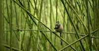 Golden monkey, Rwanda