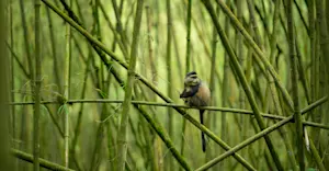 Golden monkey, Rwanda