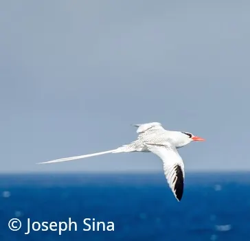 Beforeyougo|Galapagos|Birds|Red Billed Tropicbird Joseph Sina