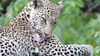 Leopard spotted in the wilds of Chitabe, Botswana.