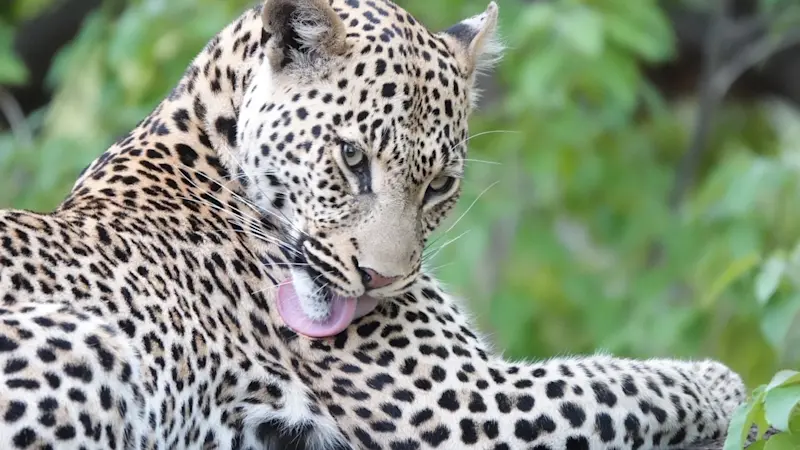 Leopard spotted in the wilds of Chitabe, Botswana.
