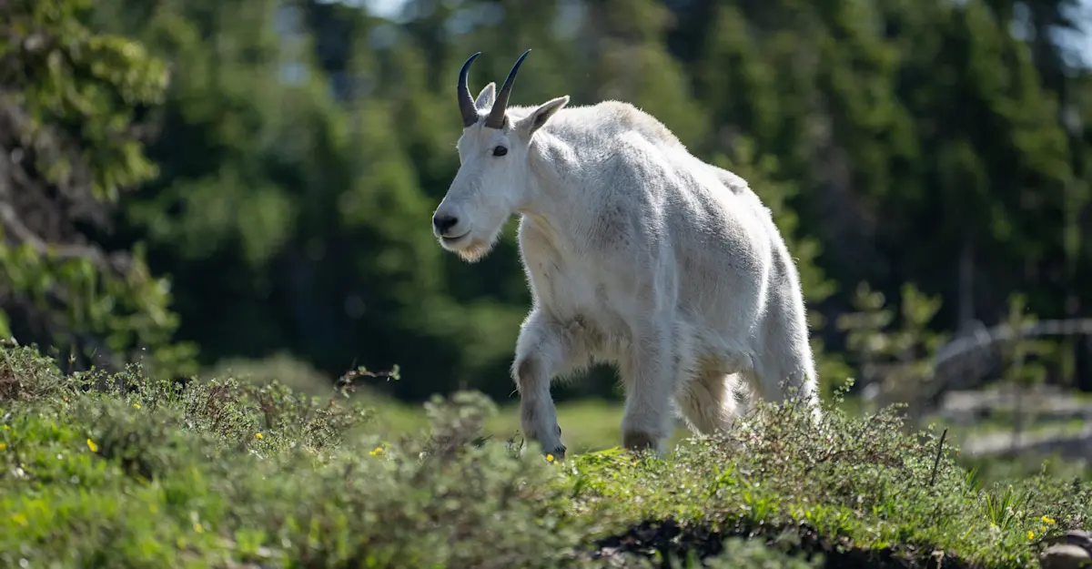 Mountain goat, Glacier National Park, Montana.