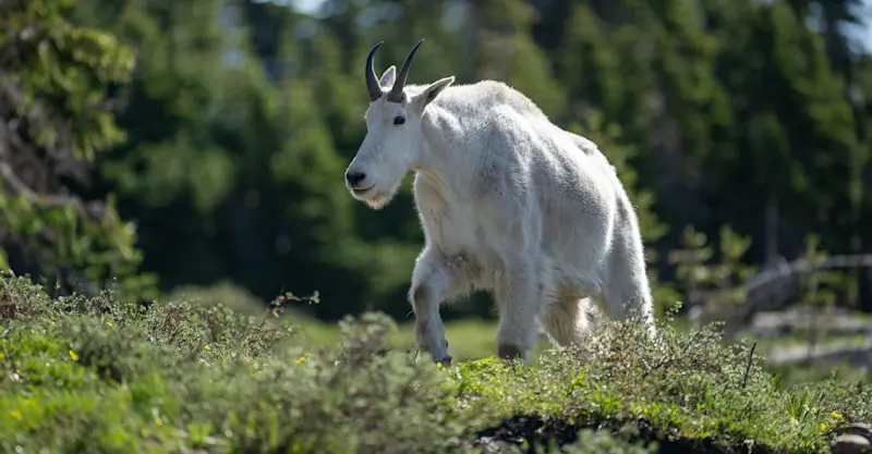 Mountain goat, Glacier National Park, Montana.
