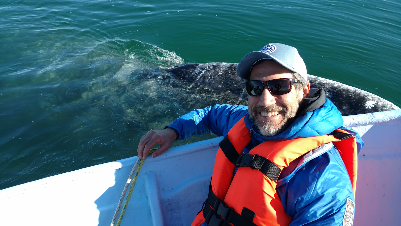  Encountering great gray whales in Baja, Mexico. 