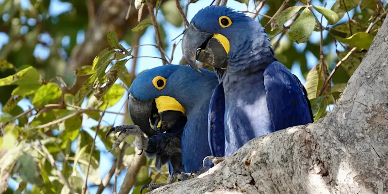 Hyacinth macaws, Pantanal, Brazil. 