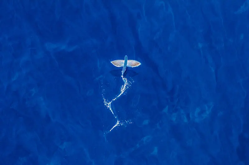 Flying fish viewed from above in the middle of the Indian Ocean.