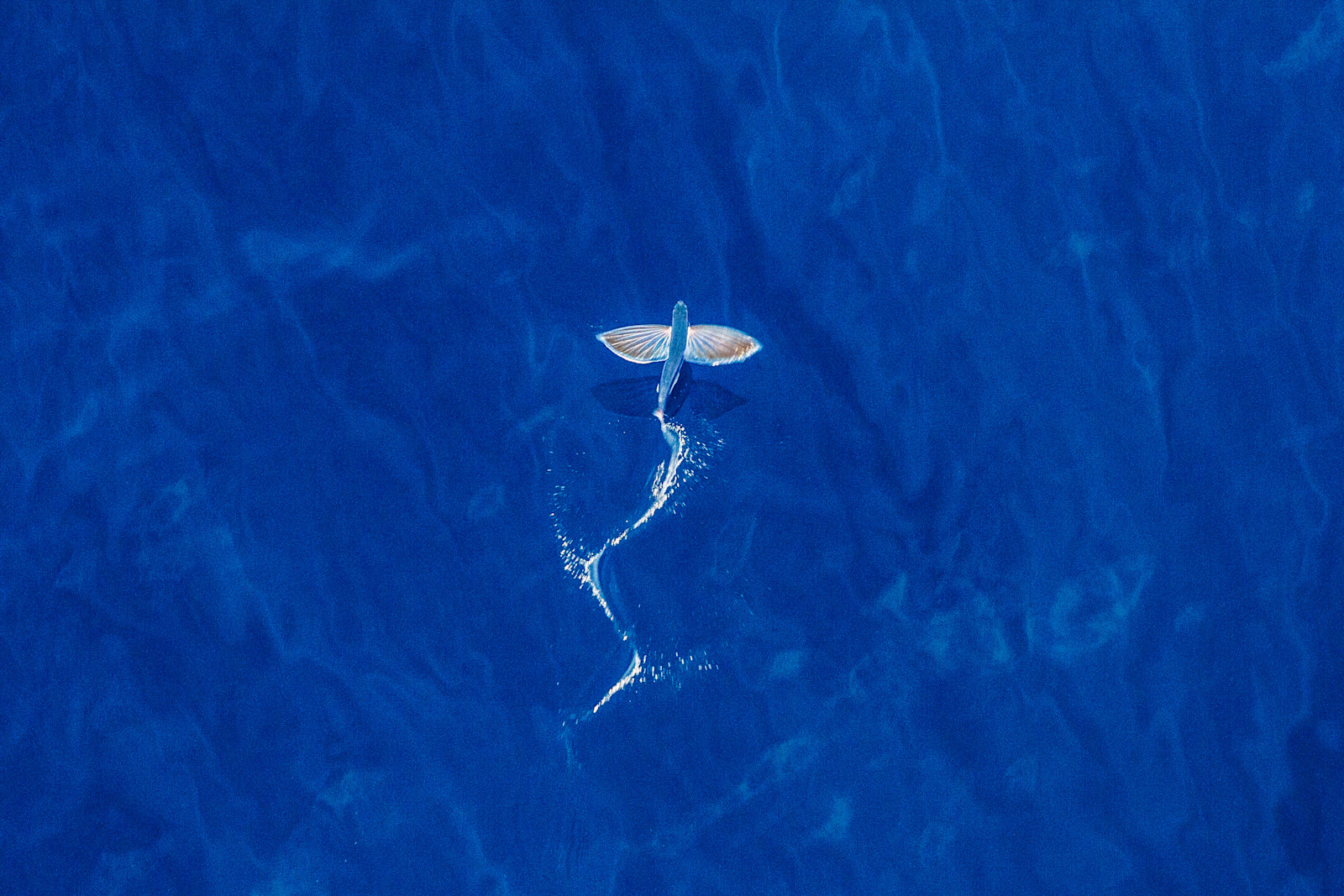 Flying fish viewed from above in the middle of the Indian Ocean.