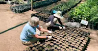 Earthwatch Expeditions guests planting trees, Maasai Mara, Kenya.