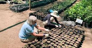 Earthwatch Expeditions guests planting trees, Maasai Mara, Kenya.