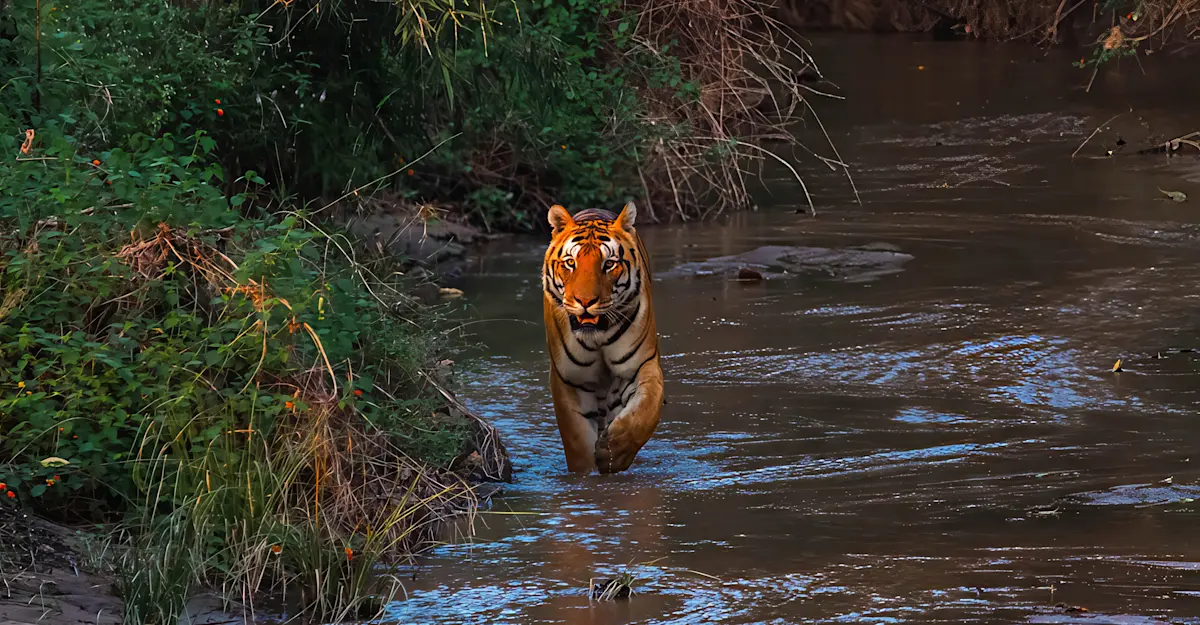 Tiger, India.