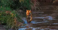 Tiger, India