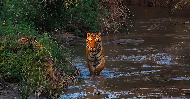 Tiger, India