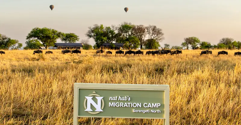 Wildebeest herd passing Nat Hab's Migration Camp—Serengeti National Park, Tanzania.