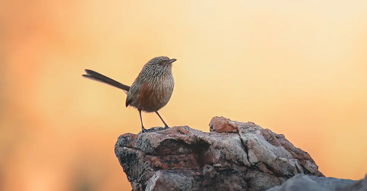 Dusky Grasswren - Central Aus