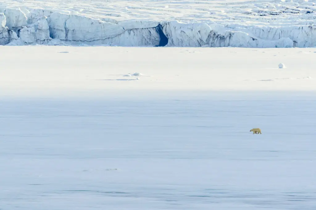 Polar bear, Svalbard, Norway.