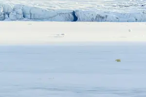 Polar bear, Svalbard, Norway.