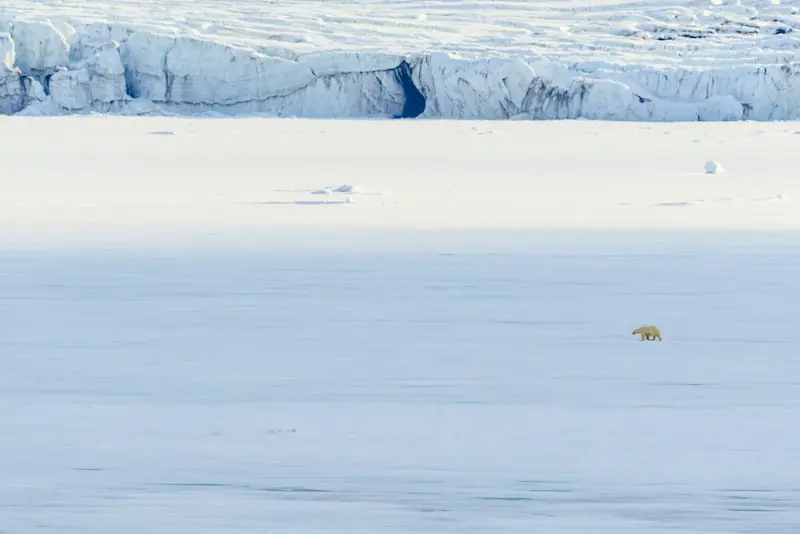 Polar bear, Svalbard, Norway.