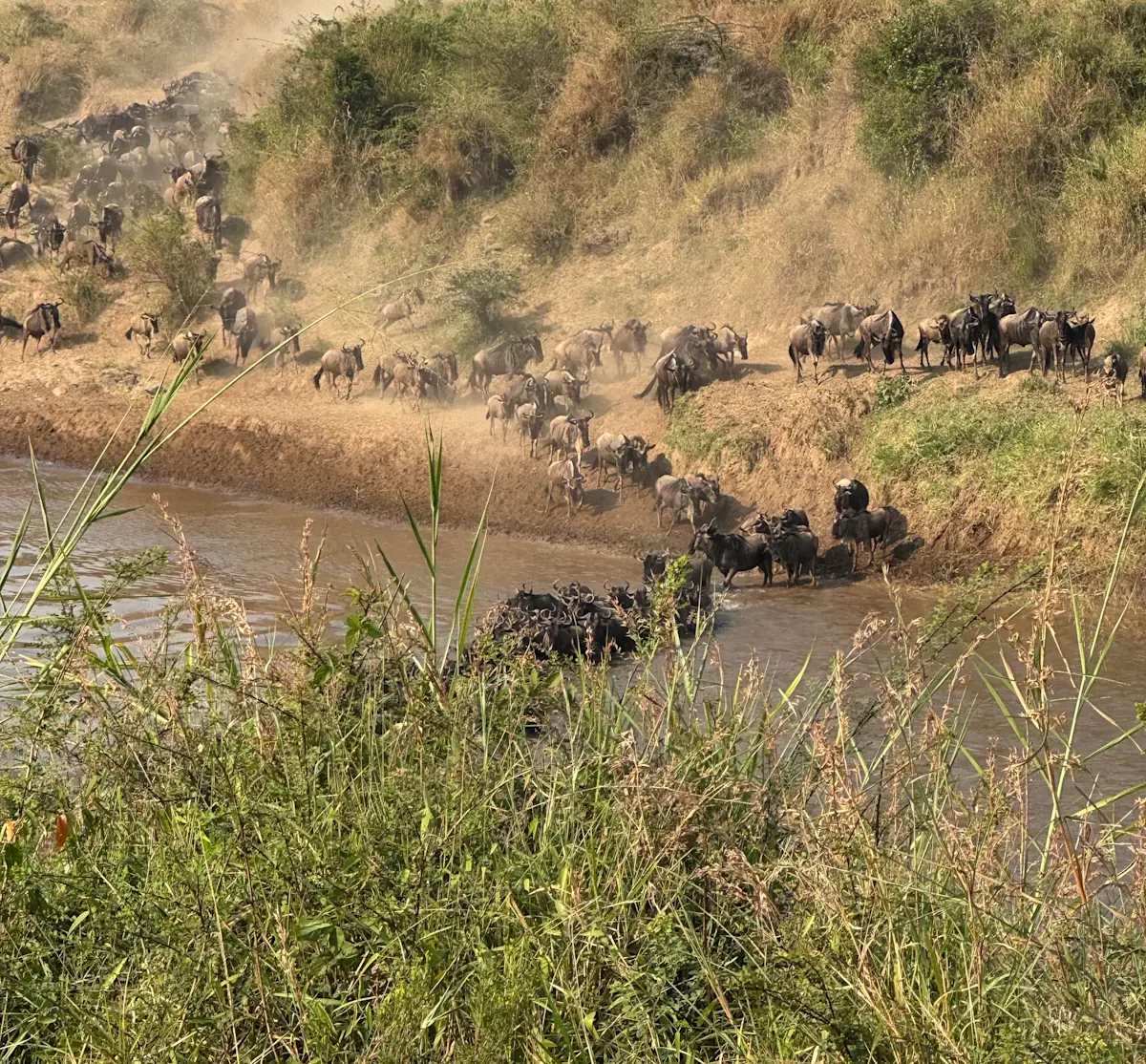 Stunning sight of the great migration crossing the river in Kenya.