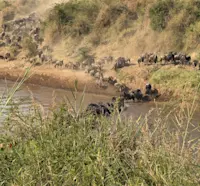 Stunning sight of the great migration crossing the river in Kenya.
