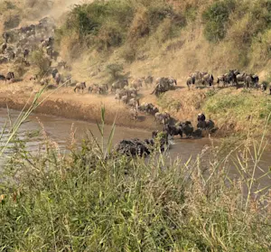 Stunning sight of the great migration crossing the river in Kenya.