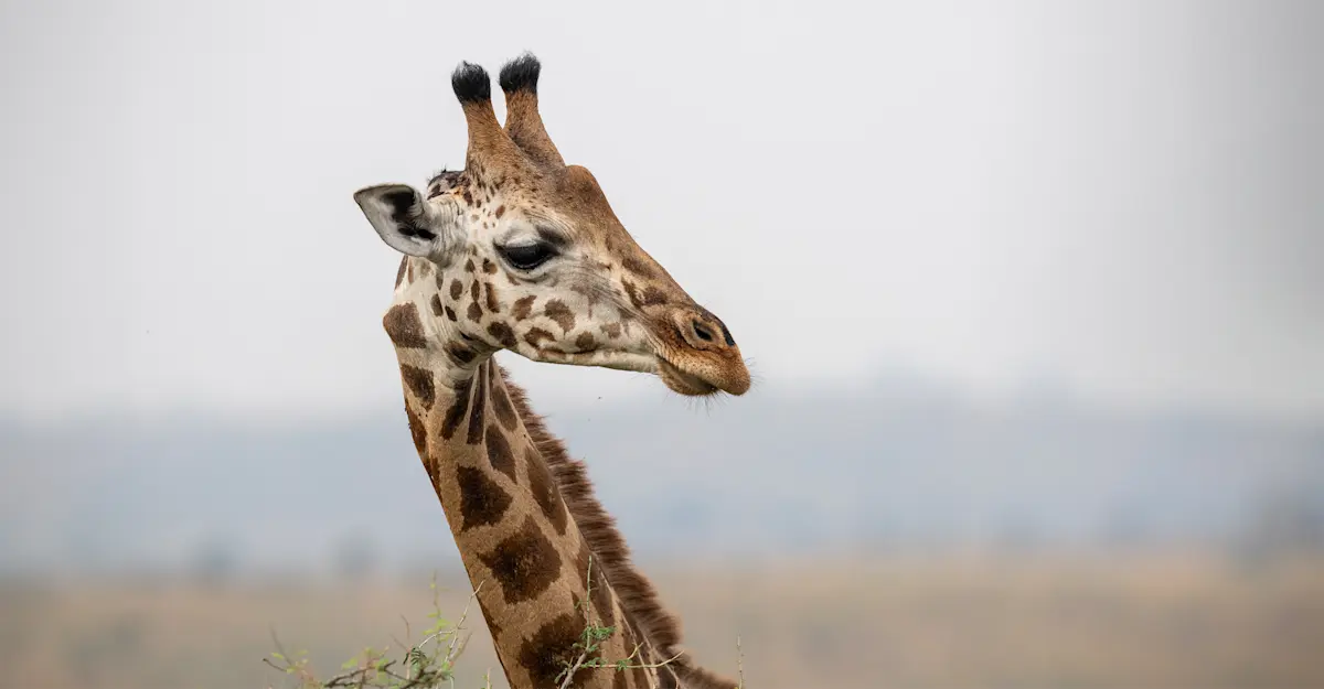 Giraffe, Mosi-oa-Tunya National Park, Botswana.