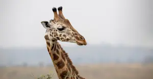 Giraffe, Mosi-oa-Tunya National Park, Botswana.