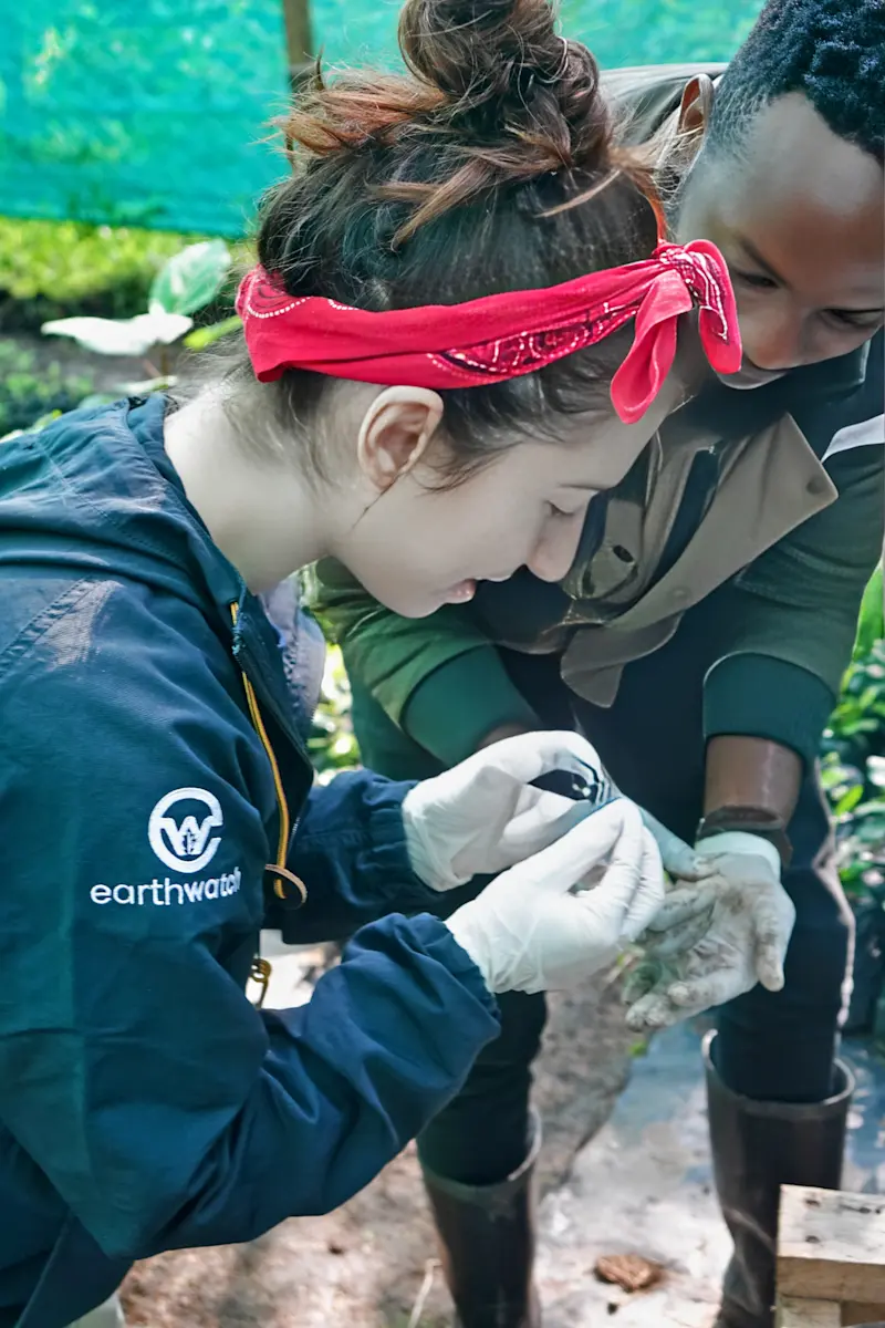 Processing seeds with sandpaper on an Earthwatch expedition in Kenya. 