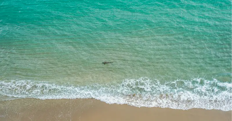 Shark at the shoreline, Belize.
