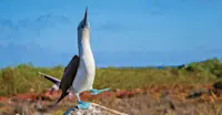 Blue-footed booby, Española Island, Galapagos, Ecuador.